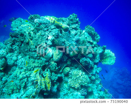 Underwater coral reef on the Red sea. 73190040
