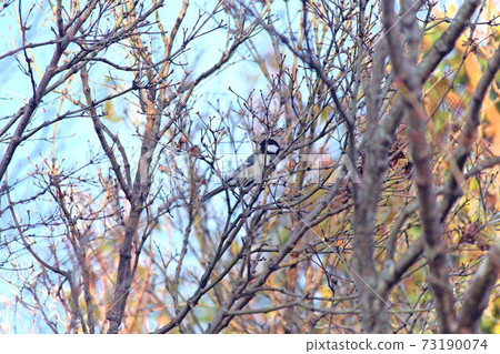 Great tit staying on a branch of autumn leaves 73190074