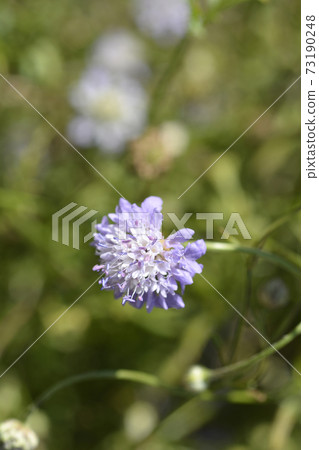 Transylvanian scabious 73190248