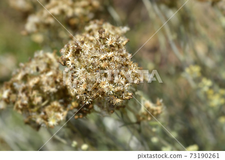 Italian everlasting seeds Italian everlasting seeds 73190261