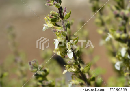 Yellow germander 73190269