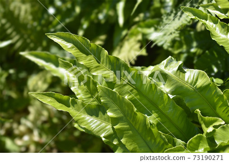 Harts-tongue fern 73190271