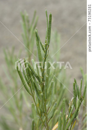 Alpine Wallflower 73190281