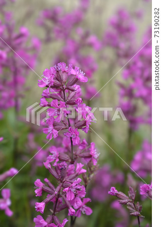 Sticky catchfly 73190282