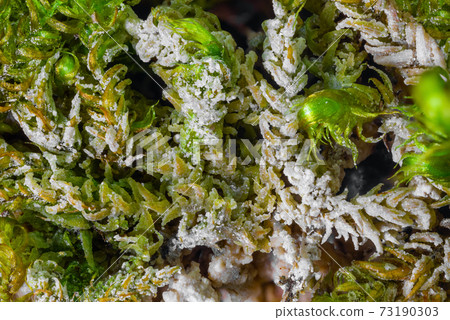 Closeup of moss plants covered by calcareous sinter Closeup of moss plants covered by calcareous sinter 73190303