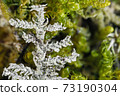 Closeup of moss plants covered by calcareous sinter 73190304