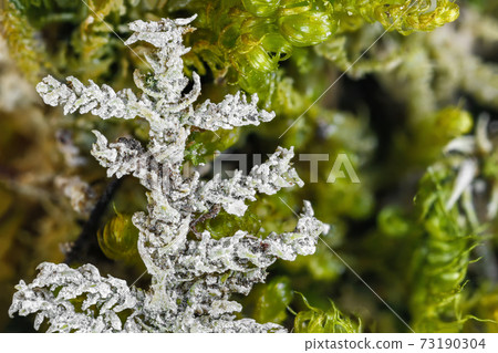 Closeup of moss plants covered by calcareous sinter 73190304