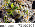 Closeup of moss plants covered by calcareous sinter 73190305