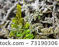 Closeup of moss plants covered by calcareous sinter 73190306
