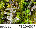 Closeup of moss plants covered by calcareous sinter 73190307