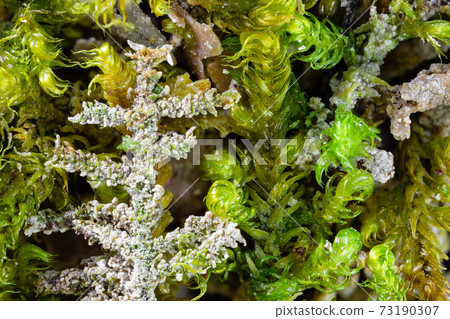 Closeup of moss plants covered by calcareous sinter Closeup of moss plants covered by calcareous sinter 73190307