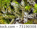 Closeup of moss plants covered by calcareous sinter 73190308