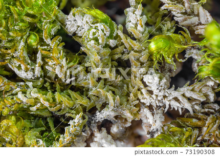Closeup of moss plants covered by calcareous sinter 73190308