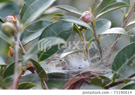 Insect cocoon 73190814