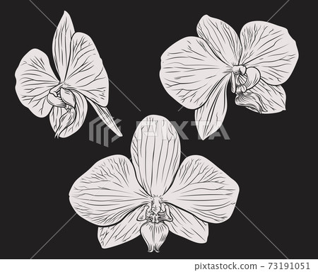 Orchid Flower Woodcut Etching Orchid Flower Woodcut Etching 73191051