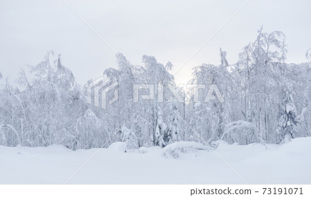 winter landscape - frozen trees at the edge of a snowy clearing winter landscape - frozen trees at the edge of a snowy clearing 73191071
