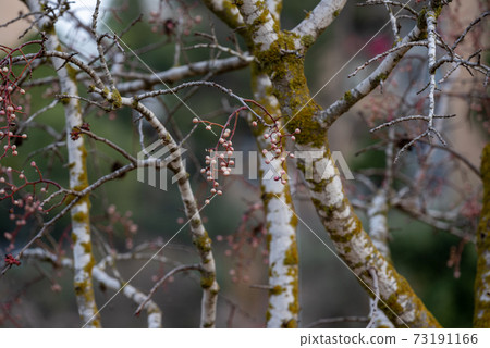 Melia Fruit During The Rain Melia Azedarach Or Stock Photo 73191166 Pixta