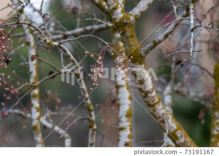 Melia fruit during the rain. Melia azedarach or chinaberry tree. Melia fruit during the rain. Melia azedarach or chinaberry tree. 73191167