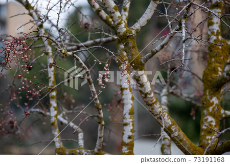 Melia fruit during the rain. Melia azedarach or chinaberry tree. 73191168