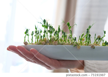 Peas microgreens in woman hands. Earth Day. Seed Germination at home. Space for text. Concept Vegan and healthy eating. Growing sprouts. Peas microgreens in woman hands. Earth Day. Seed Germination at home. Space for text. Concept Vegan and healthy eating. Growing sprouts. 73191987