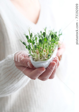 Sprouted radish seeds microgreens. Earth Day. Seed Germination at home. Space for text. Concept Vegan and healthy eating. Growing sprouts 73192009