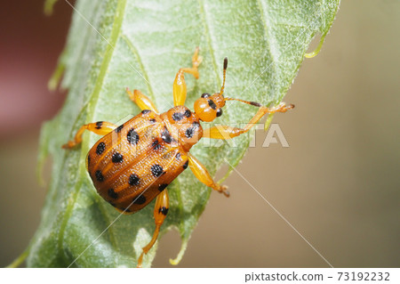 Gomadara Otsushibumi Gomadara Otsushibumi 73192232