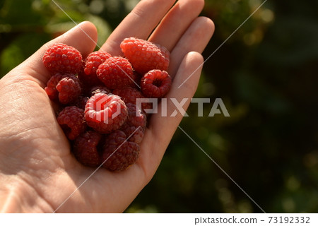 raspberries, red berries, in a plate on a dark wooden background raspberries, red berries, in a plate on a dark wooden background 73192332