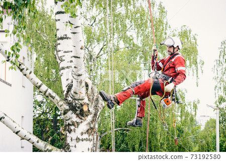 Arborist cuts branches on a tree with a chainsaw, Arborist cuts branches on a tree with a chainsaw, 73192580