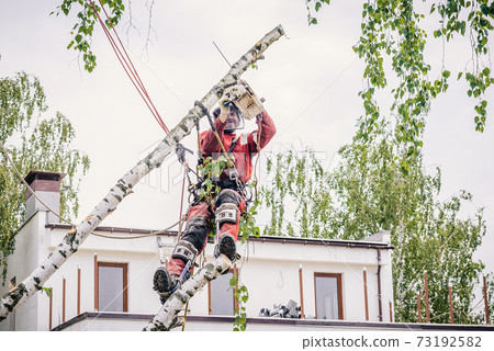 Arborist cuts branches on a tree with a chainsaw,  73192582
