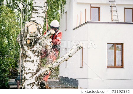 Arborist cuts branches on a tree with a chainsaw,  73192585
