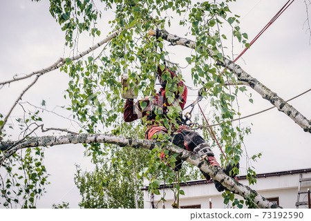 Arborist cuts branches on a tree with a chainsaw, Arborist cuts branches on a tree with a chainsaw, 73192590