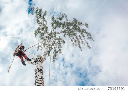 An arborist cuts branches on a tree with a chainsaw, An arborist cuts branches on a tree with a chainsaw, 73192591