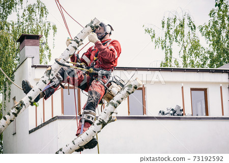 Arborist cuts branches on a tree with a chainsaw,  73192592
