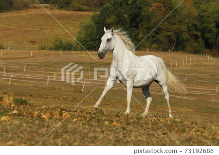Beatiful lipizzaner mare galloping on pasture in late summer afternoon 73192686