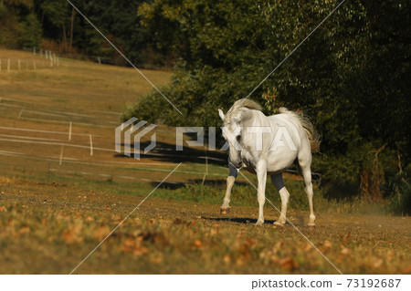 White lipizzaner mare galloping on pasture in late summer afternoon 73192687