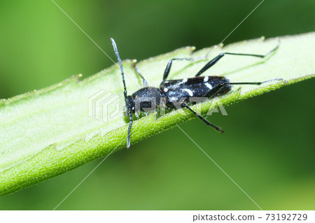 Birch tiger kamikiri Birch tiger kamikiri 73192729