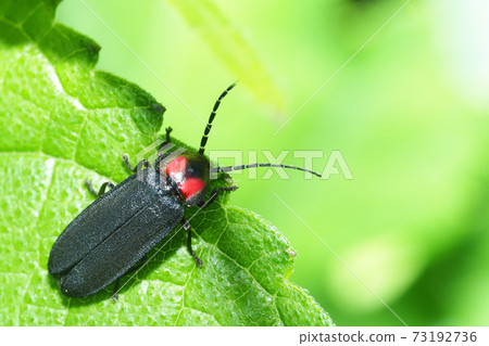 Oba firefly Oba firefly 73192736