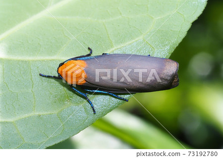 Four-spotted foot (male) 73192780