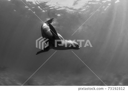 Sea Lion underwater Sea Lion underwater 73192812