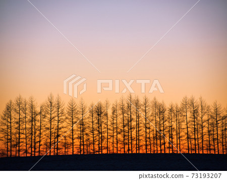 Sunrise and windbreak Sunrise and windbreak 73193207