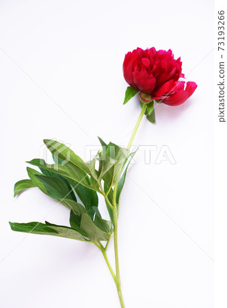 One red fresh peony on a light gray background 73193266