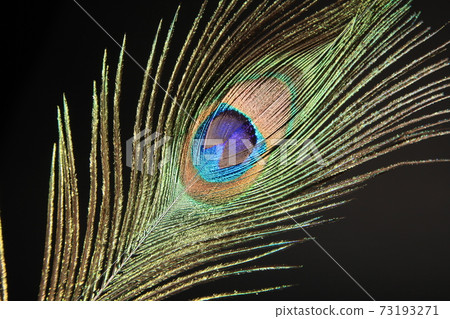 Peacock feather isolated on a black background - Stock Photo [73193271] -  PIXTA