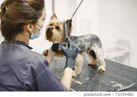 Yorkshire terrier getting procedure at the groomer 73193482