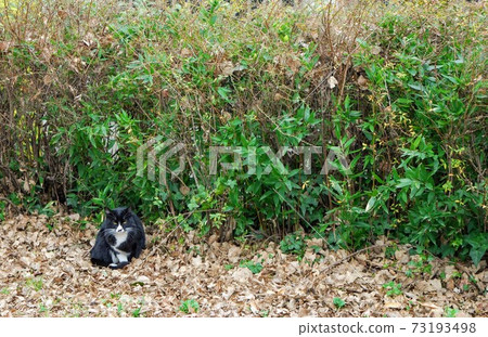 Stray cat 73193498