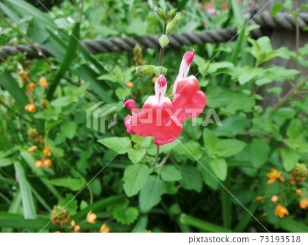 Salvia microfila flower close-up Salvia microfila flower close-up 73193518