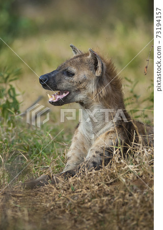 Hyena South Africa Hyena South Africa 73194157