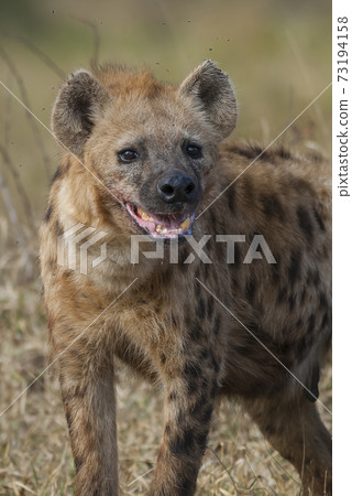 Hyena South Africa Hyena South Africa 73194158