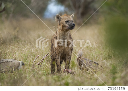 Hyena South Africa Hyena South Africa 73194159