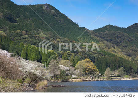 Cherry blossoms in full bloom on the surface of Imutaike Cherry blossoms in full bloom on the surface of Imutaike 73194429