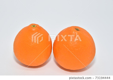 Ehime prefecture original citrus. Tangor with a new sensation like sweet jelly Ehime prefecture original citrus. Tangor with a new sensation like sweet jelly 73194444